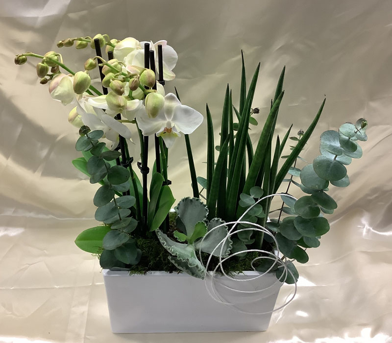 Blumen Nicolaye - Pflanzschale