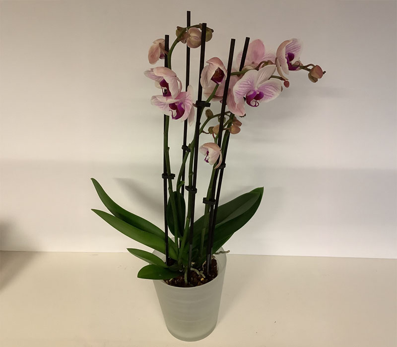 Blumen Nicolaye - Phaleanopsis Orchidee