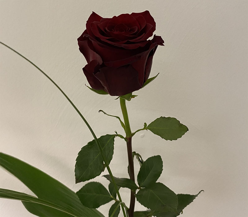 Blumen Nicolaye - Red Explorer